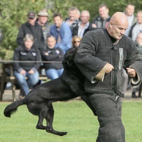 All Purpose K9 Indy