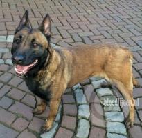 Pepper (Roosen)