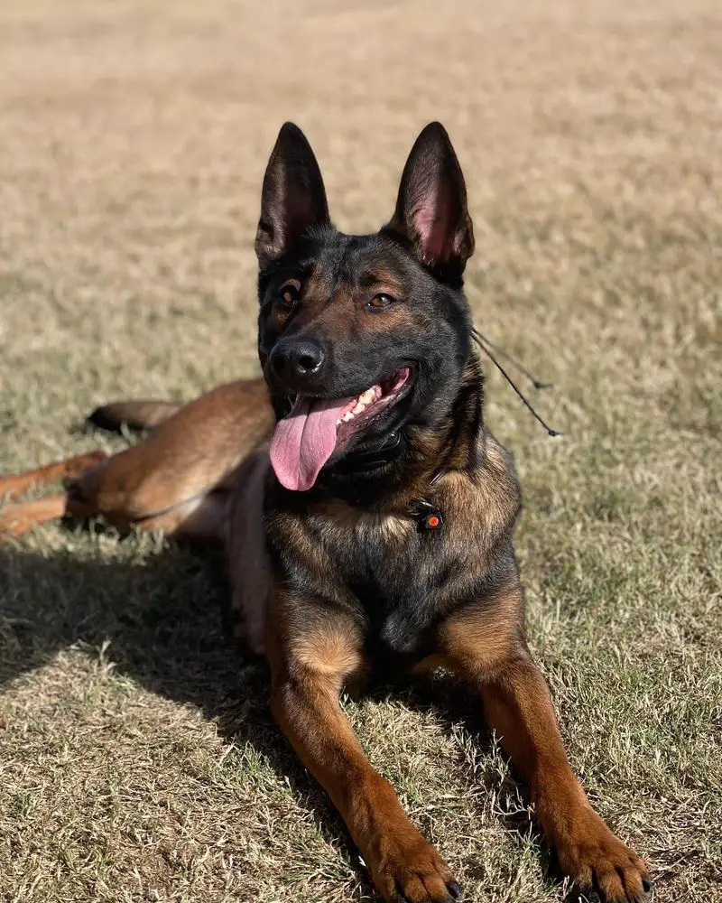 KM Kennels Zia