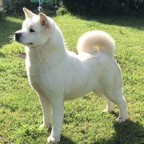 De Kaners White Witch
