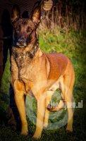 Rudy (Howe)