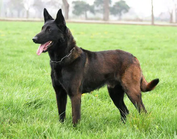 Shadow Halden NPA Detection Dog