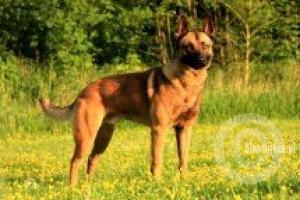 Dino ten Hoeve