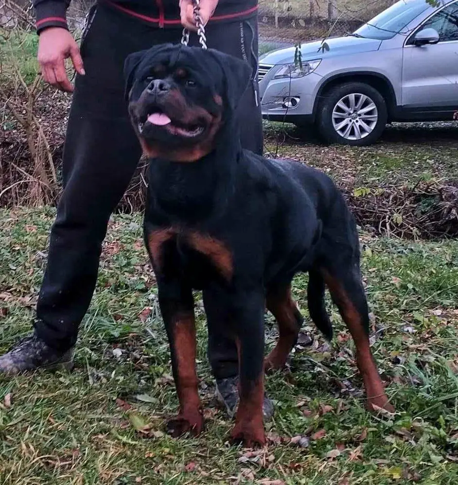 Rottguardian Lucky