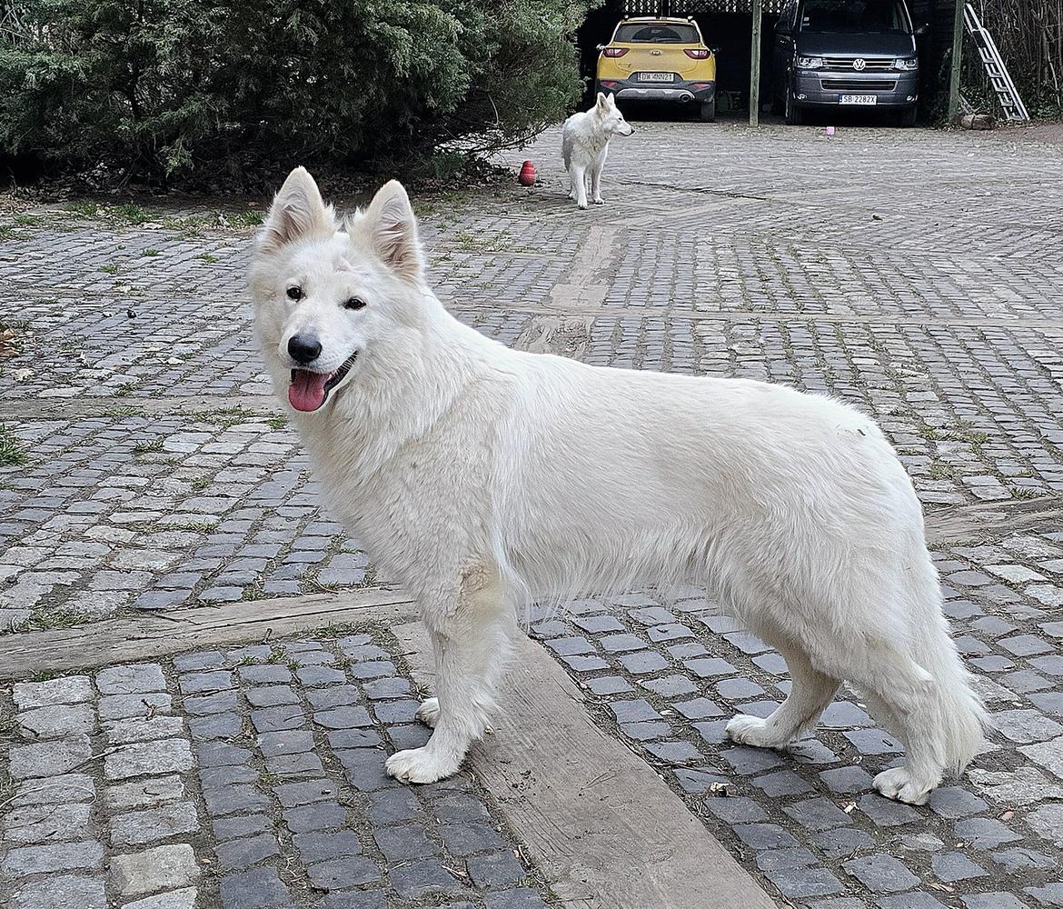 Celebrian of White Valhalla Wolves