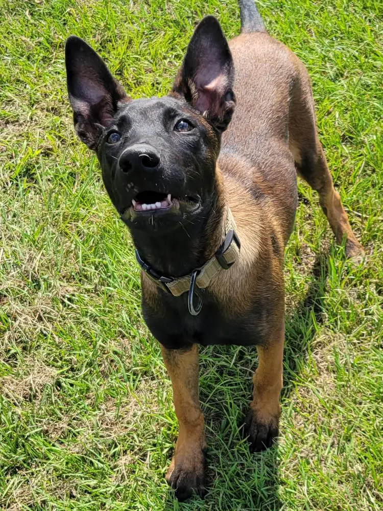 Hold The Line K9 Lux