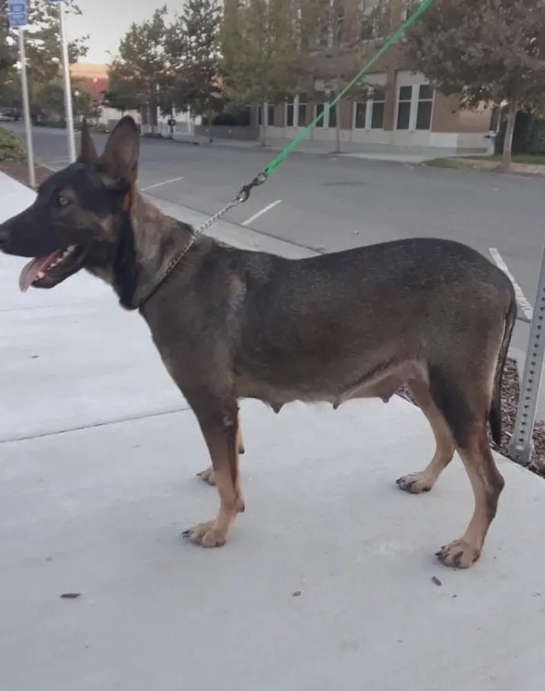 Cali (Thatcher)