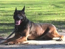 Bram (Sommers)