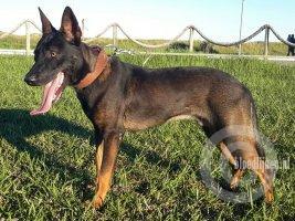 Rico (Krider)