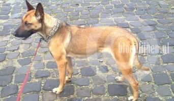 Tica (Krider)