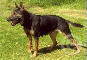 Corrie (Massop)