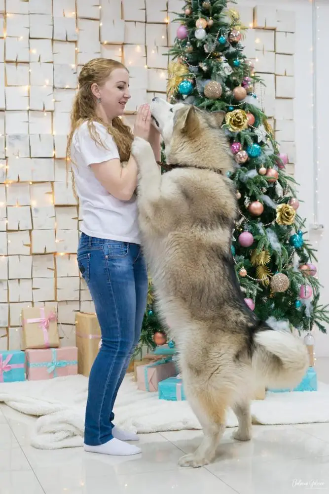 Sumerechnyy Volk Denali Karmen