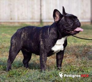 AVIGDORS MADEMOISELLE FIFI