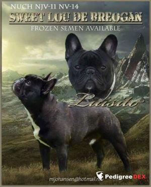 SWEET LOU DE BREOGAN
