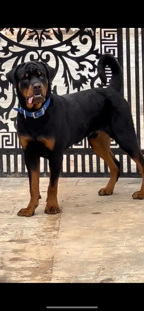 Jimmy Vh Elvis o kennel