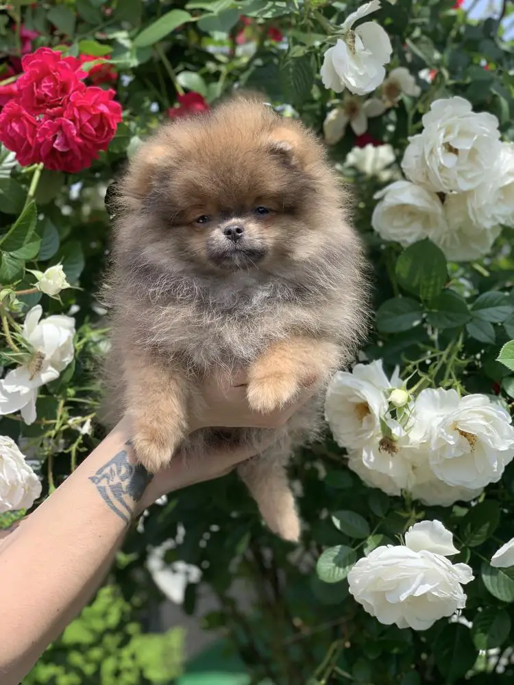 RAVONNA MIDNIGHT ROSE IZ DOMA MUROMTSA