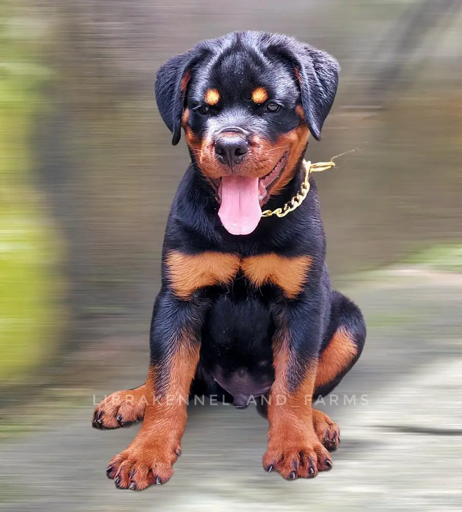 BRUNO VOM LIBRAKENNEL (LK)
