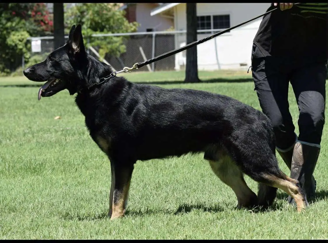 Xtryker vom Haus Schair