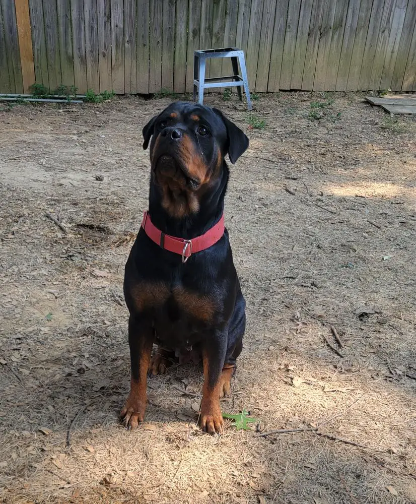 Ruby Vom Haus Dale