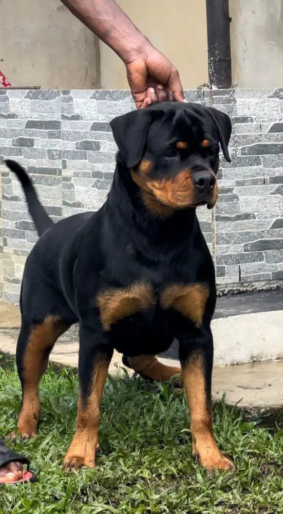 Kora of Sammy’s kennels