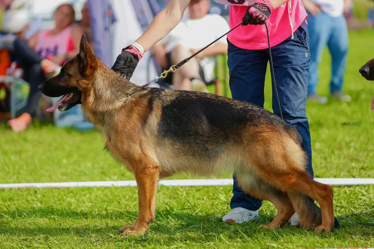 Viola de Gold Grand`Anna