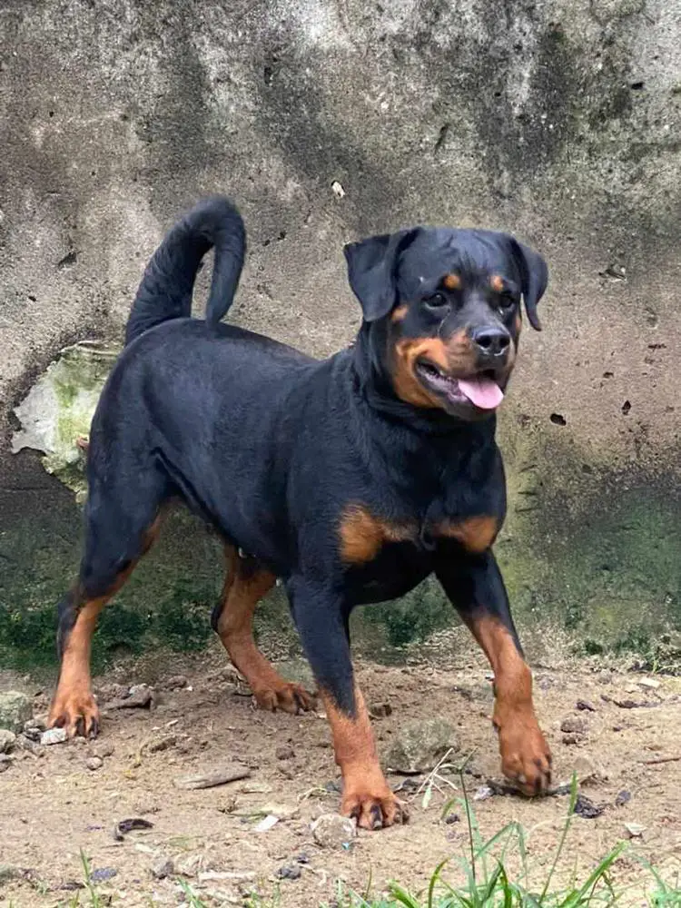 Peejay kennel Aliza
