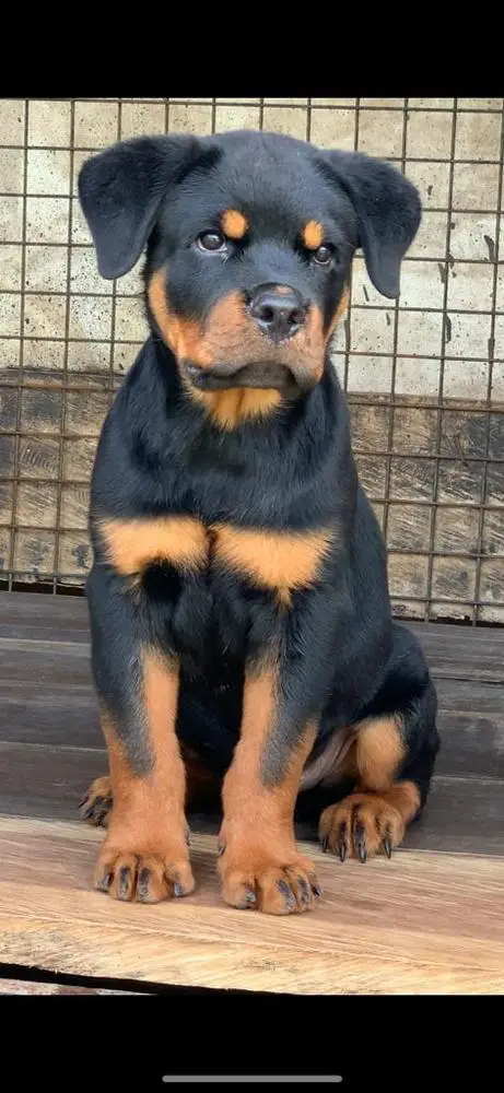 Drake Vom JSD Kennel