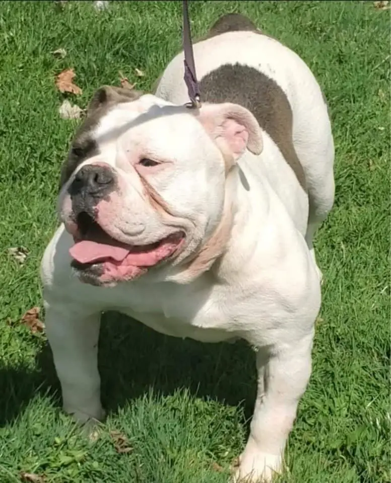 MSK Bella