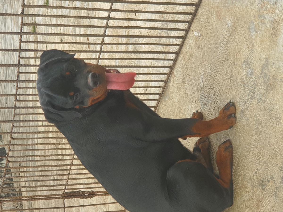 CLYDE VON EL TSALACH
