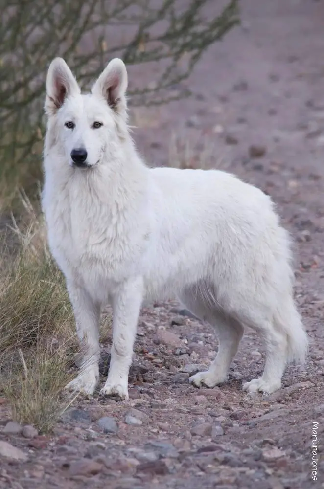 SAKURA KINOMOTO Mountain Wolves