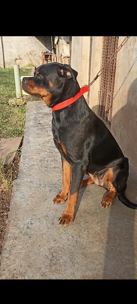 CLEOPATRA OF KIMIX