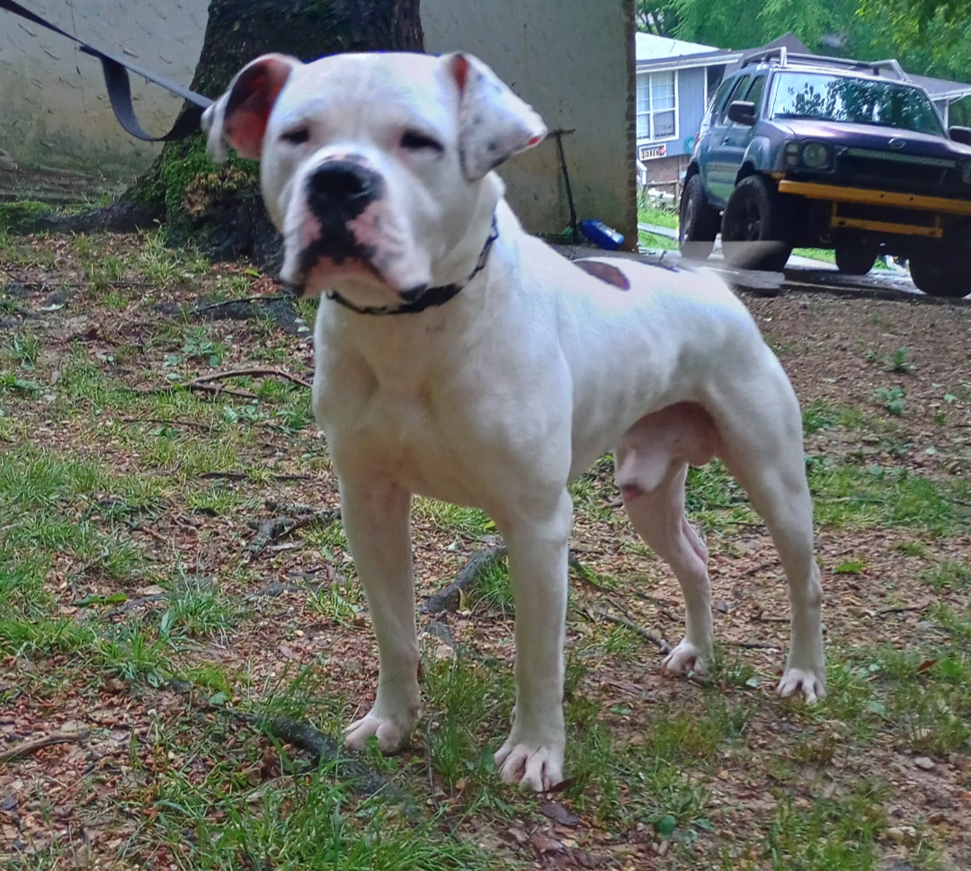 Wooten's Chomper of GSK
