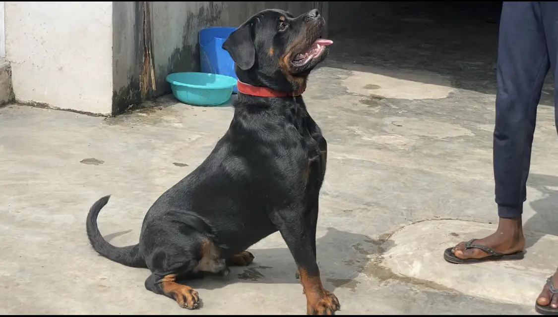 Donnie DonDutch ( Kimix kennel )