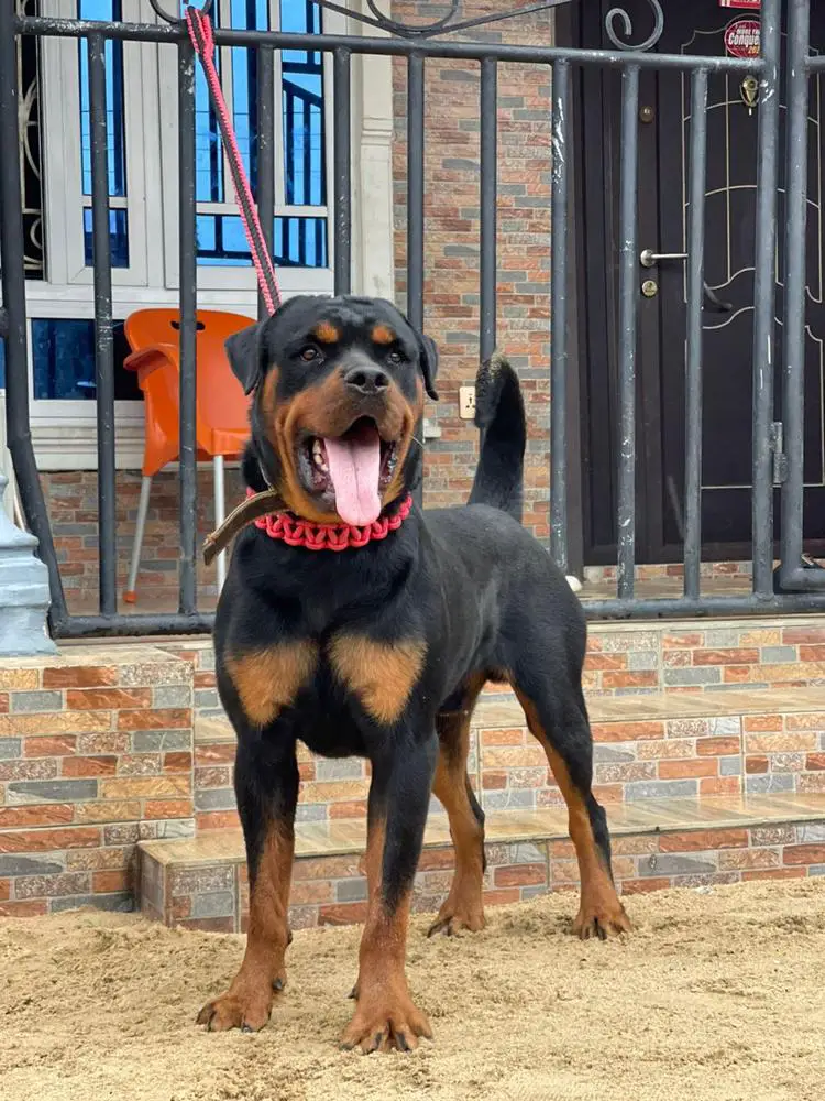 Sanchez of Divine kennels