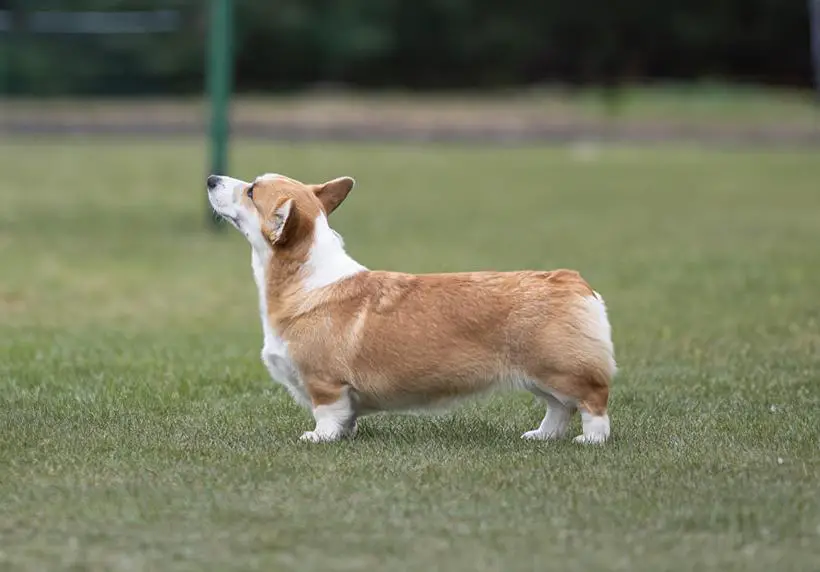 Dobrochna Personifikacja