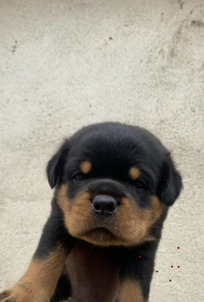Bjorn Ironside Vom Black Guard Kennel