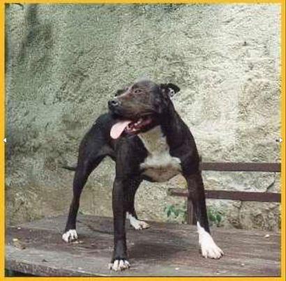 TRISIC'S (ZWETTLER'S)(GARNER'S SISTER) CHINA (GT)