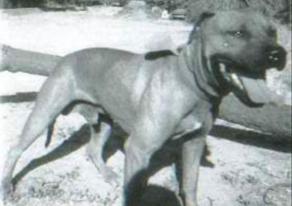 GARNER AND TVK'S RUSTY REBEL