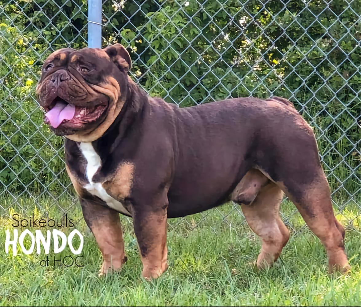Spikebulls Hondo of HOC Bulldogges