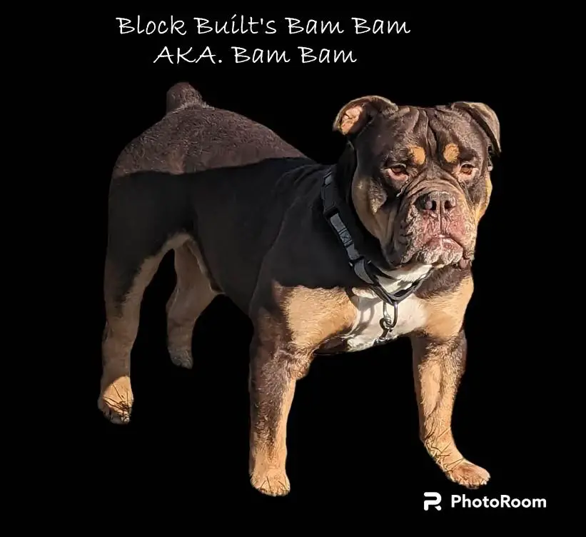 Block Built's Bam Bam