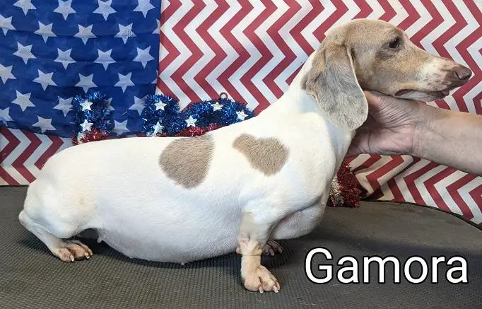 HR Percys Gamora MSDP