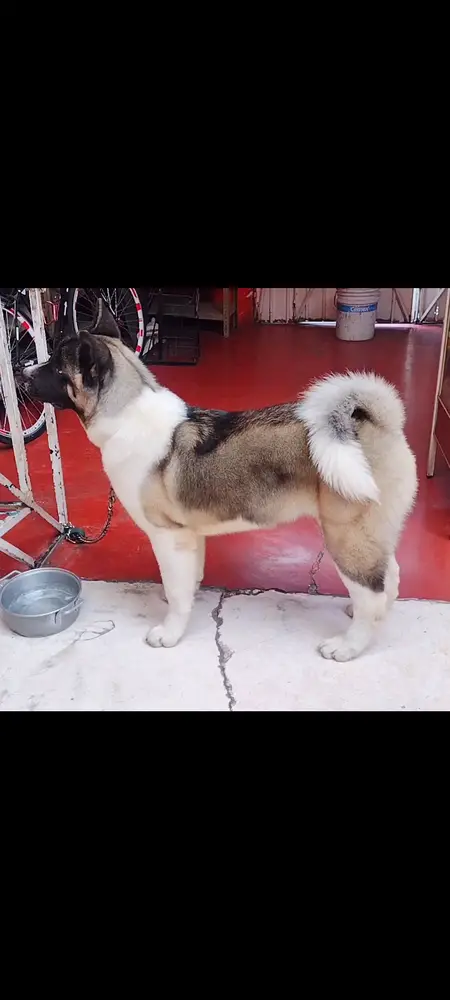 Maximo (Chapul)