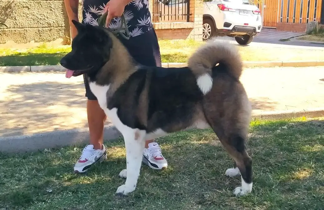 Boreas Canine Heart 