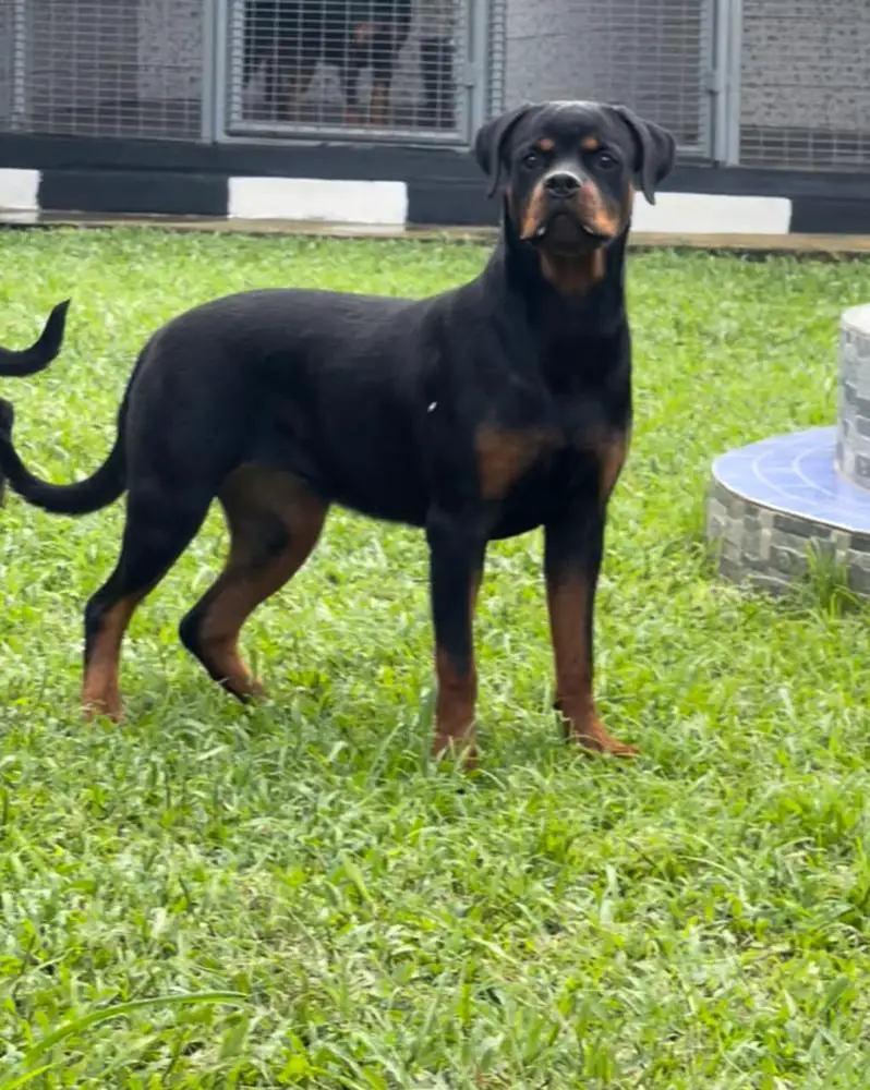 Creekline’s Inka