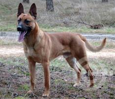 Chico (Willems)