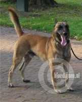 Harry (Veldscholten)