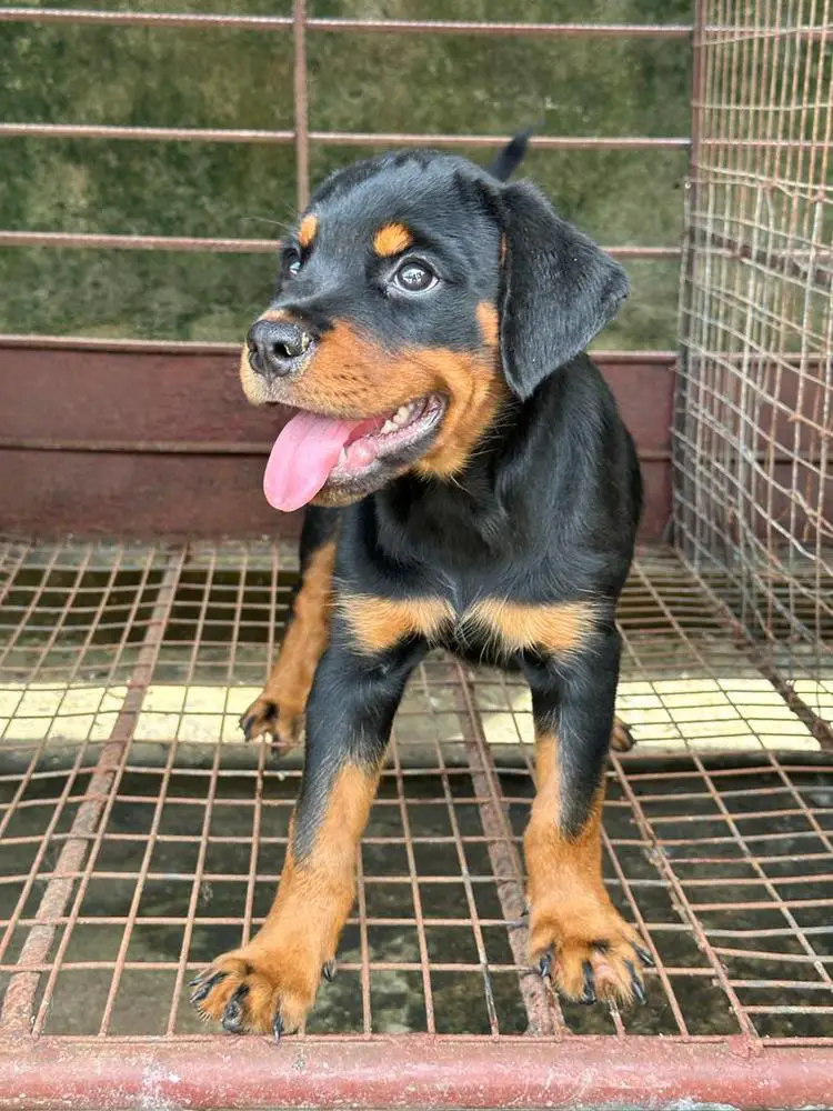 Blue vom omosky kennel