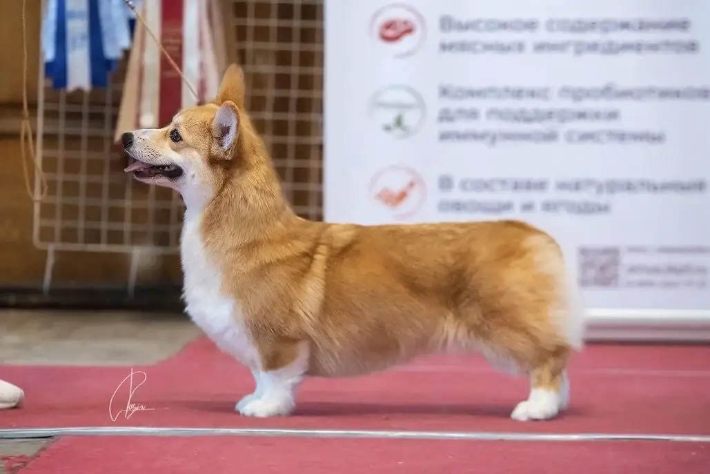 Vlaterfolg Tselerina Oll In Van