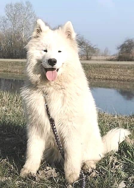 Inga Rock-Star of White Siberiansuny