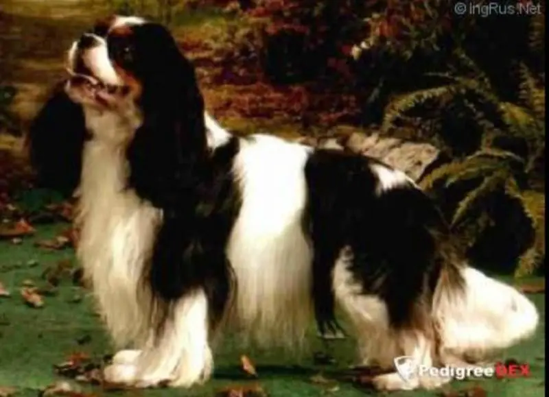 ROYAL COMPANION TRI ROMANCING